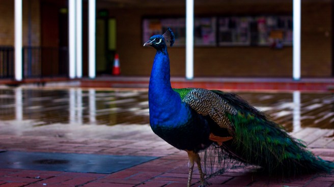 tumblr_mtfkf31dgg1qf2mqxo1_1280